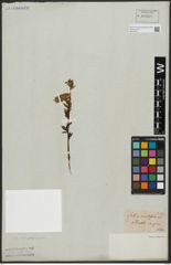 Foto von Salix acutifolia Willd.